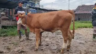 Geger! 13 Juta Dapat Sapi Doro di Pasar Pon Ngulakan Pati - Minggu 11 Januari 2025