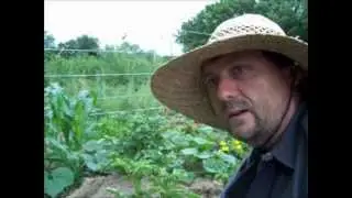 Идентификация и борьба с колорадским картофельным жуком - Leptinotarsa ​​decemlineata