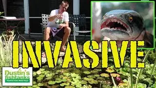ILLEGAL Aquarium Fish and Plants (INVASIVE TOP 5)