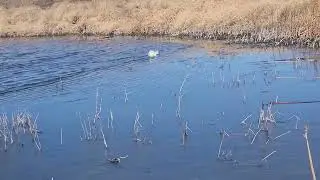 Snow Goose 🪿 Hunting 