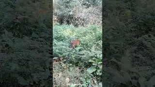 Barking Deer Dandeli