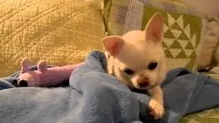 The Chihuahua trying to keep awake