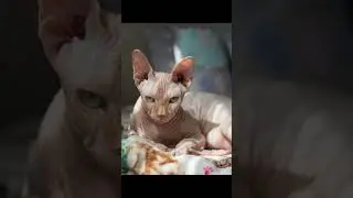 The Hidden Hunting Stance of Cats: Unleashing Their Inner Predator!