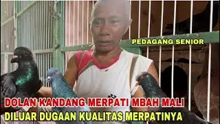 DOLAN KANDANG MERPATI PEDAGANG SENIOR, MERPATINYA DILUAR DUGAAN