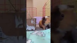 adorable guinea pig popcorn!