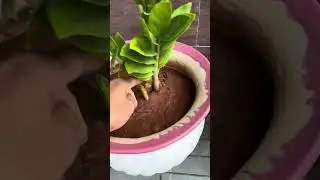 #one plant to many plants growing ideas# gardening ideas# managing garden#