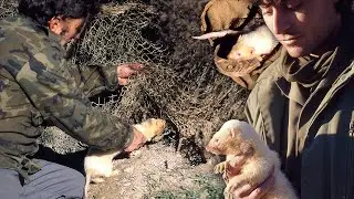 CAZA CON HUR&Oacute;N. T&eacute;cnica tradicional utilizada como ayuda para capturar conejos | Documental