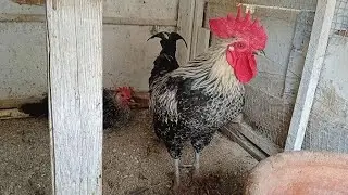 Chicken rooster crowing sound in the morning 🐓🐔 #birds 