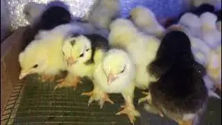 White Silky Day Old Chicks #aseelmurga #aseelmurgalover #aseelmurgafarm #aseelmurgake #aseelmurgah 
