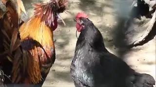 Merced Applegate Zoo: The Farm Animals