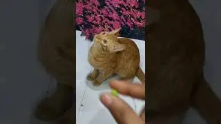#cat#kids#kitten  #viral#cat#song#2026#animals#shorts#love#tranding#night#viral#rocky#comedy