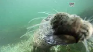 An inquisitive Harbor Seal - Phoca vitulina - British Columbia, Canada
