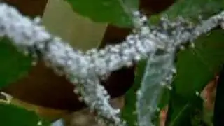 beech blight aphid