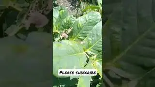 Nature Plants leaf #shorts #youtube #nature
