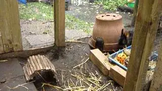 Zaterdag 20-10 Satijn en Winky in het buitenhok