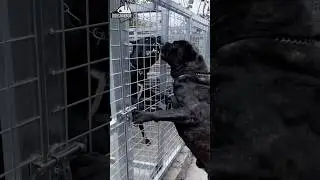 Most Aggressive Cane Corso Dog Fight Each Other #shorts