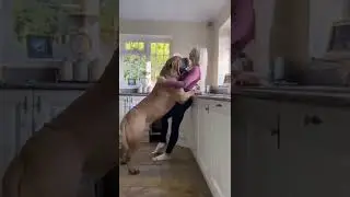 #love #dog #girl #hot #sexy #home #animals #youtube #mastiff #iloveyou ##youtubechannel #subscribe