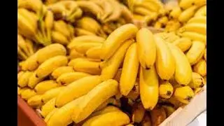 BANANA cultivares, sistemas de produção e mercado