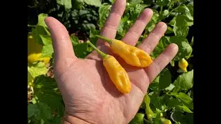 What's That Pepper Ep110 - Sugar Rush Peach