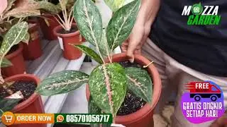REVIEW AGLONEMA GOLDEN BABY, RED LEGACY, SPLASH, NN, ROTUNDUM, RUBY ORANGE, GREEN PAPAYA