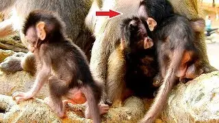 Baby Jayden and Dax visit new baby monkey Asia, Dax grabs milk baby monkey of April