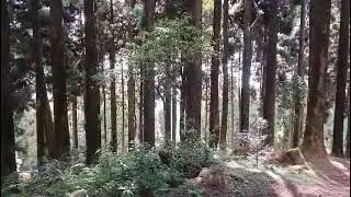 Kalimpong pine forest 🌲🌲🌲