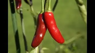Serrano Tampique&ntilde;o