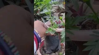 Gardening is my Passion 🪴#ytshorts #nature #grih_shobha