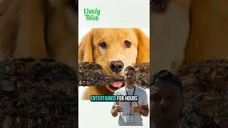 Dog Chew That Lasts! Golden Retriever vs Liver-Coated Shin Bones 🐾🦴