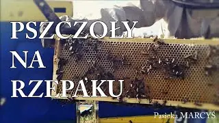 Pszczoły na rzepaku 2020. Czy to będzie rekordowy rok?