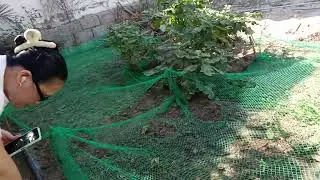 Visit my garden and harvest chili #lifeofw #lealausin 