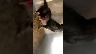 Imported thai neck locker chicks of this pair 03234641495