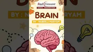 Quran & Science Exhibition, Human Brain, Red Crescent School IBP #quran #science