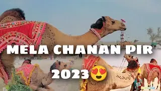 mela chanan pir 2023 😍#stunning #cholistan #beutifull #mela