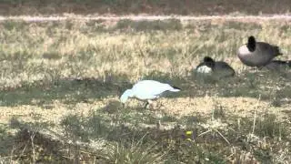 Ross's Goose Clip.mov