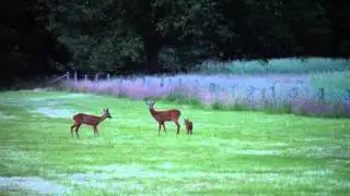 Ree&euml;nfamilie in de Houdringe - De Bilt