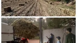 MI PRIMERA VEZ HACIENDO PACAS Y VEAN COMO ME FUE🤠💧💨⛅️🌧️🌿🚛#ranchero95