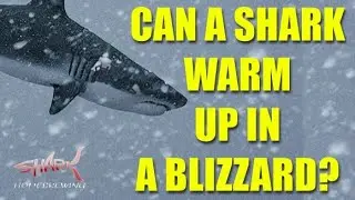 Can a Shark Warm up in Blizzard Warning?