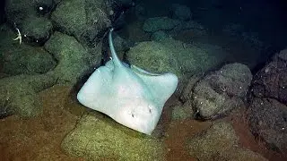 A Walk on the Wild Side: Exploring the Ocean Floor with Digital Technology
