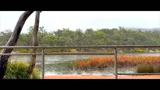 Soundscape - Wollemi National Park, NSW Australia | 1 Hour LOOP | Rain | Birds| Nature Ambience