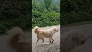 Himachali dog 🐕|| animal lovers ❤️|| chamba #shorts #viral #dog