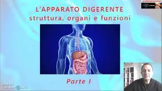 Apparato digerente 1