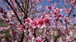 Prunus persica en floracion - hablando del Duraznero - Melocotonero