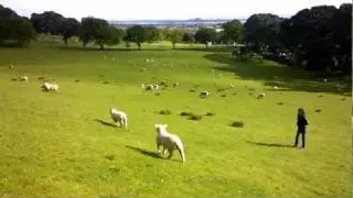 Lambs at Cornwall Park | New Zealand
