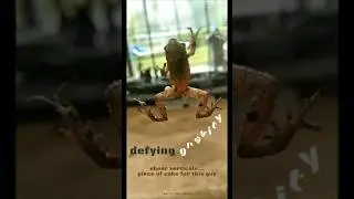 Defying  Gravity: Amazing climb of a tree-frog