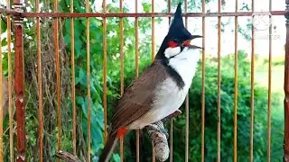 นกกรงหัวจุก จ้าวคำหมาน #bulbulbird #birds #chaomao #animals #beautiful 