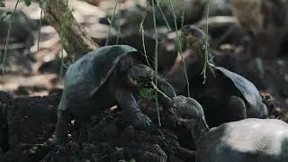 Giant Tortoise Breeding and Rearing Centers