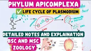 Apicomplexa|Life cycle of Plasmodium|BSc and MSc Zoology topics