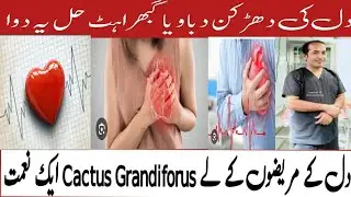 Cactus grandiflorus sign symptoms & uses for heart disease best ramdi urdu/hindi by dr Abbas shah