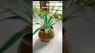 DIY Artificial Plant #shortvideo #diy #craft #diycrafts #homedecor #trending    #shortsviral